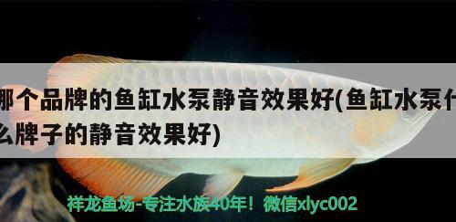 哪個(gè)品牌的魚缸水泵靜音效果好(魚缸水泵什么牌子的靜音效果好) 魚缸水泵