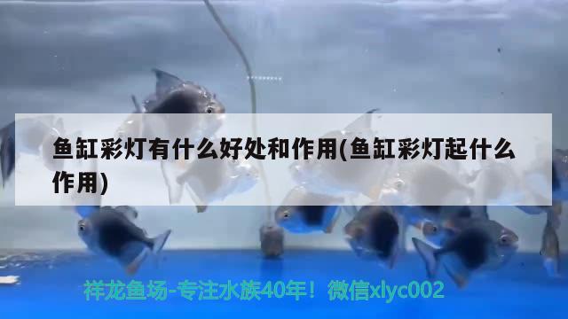 青占魚和鲅魚一樣嗎有什么區(qū)別 魚糧魚藥 第2張