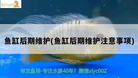 彩蝶魚(yú)缸圖片高清壁紙大圖下載(彩蝶魚(yú)缸款式)