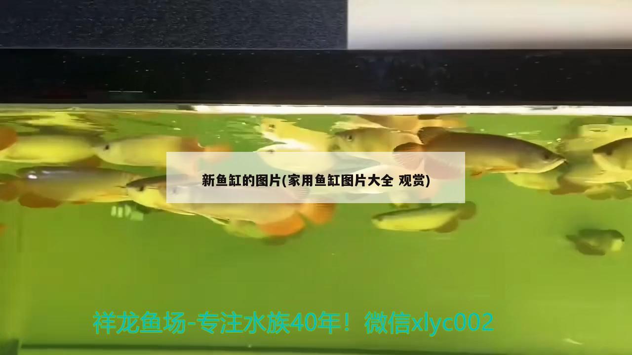 綠血心蘭 非洲象鼻魚 第3張