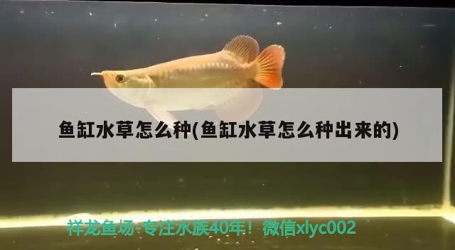 魚缸水草怎么種(魚缸水草怎么種出來(lái)的)