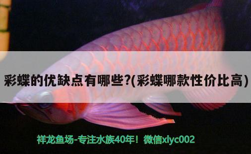 彩蝶的優(yōu)缺點有哪些?(彩蝶哪款性價比高) 野彩魚