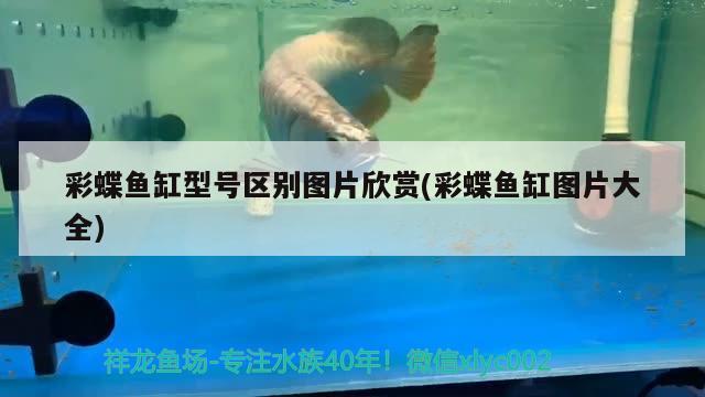 彩蝶魚缸型號區(qū)別圖片欣賞(彩蝶魚缸圖片大全) 斑馬鴨嘴魚苗