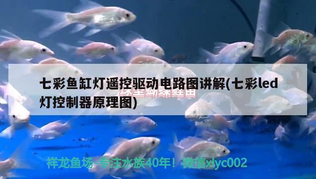 觀賞魚在水底不動 觀賞魚在水底不怎么動