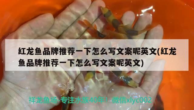 紅龍魚品牌推薦一下怎么寫文案呢英文(紅龍魚品牌推薦一下怎么寫文案呢英文) 馬拉莫寶石魚苗