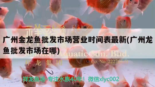 廣州金龍魚批發(fā)市場營業(yè)時間表最新(廣州龍魚批發(fā)市場在哪) 龍魚批發(fā)