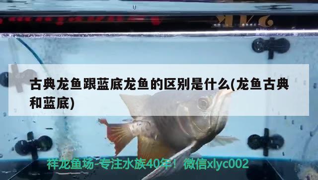 廣東水族批發(fā)市場有哪些品牌（廣東省水魚批發(fā)市場） 泰國雪鯽魚