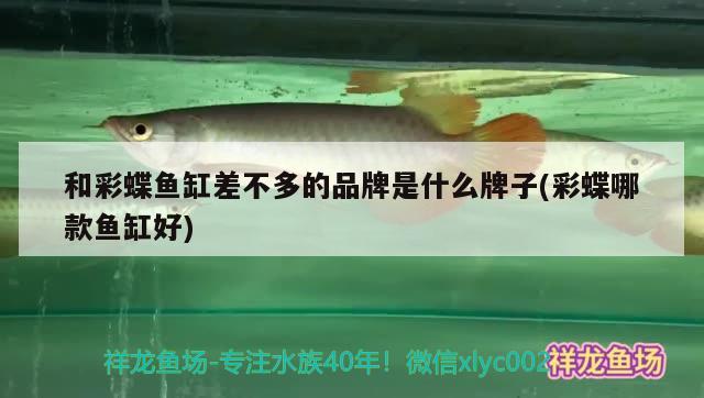 和彩蝶魚缸差不多的品牌是什么牌子(彩蝶哪款魚缸好) 印尼紅龍魚