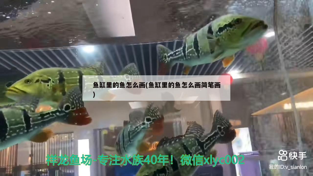 魚缸里的魚怎么畫(魚缸里的魚怎么畫簡筆畫) 馬拉莫寶石魚苗