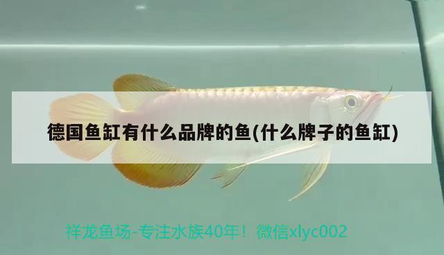 閩江原裝原廠配件魚(yú)缸廠家電話：閩江原裝原廠配件魚(yú)缸廠家電話號(hào)碼 觀賞魚(yú)市場(chǎng) 第2張