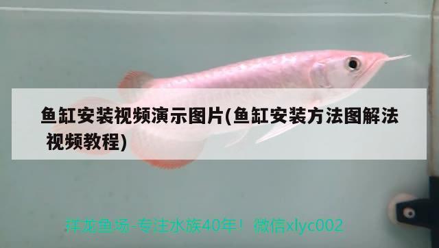 魚缸安裝視頻演示圖片(魚缸安裝方法圖解法視頻教程) 觀賞魚水族批發(fā)市場