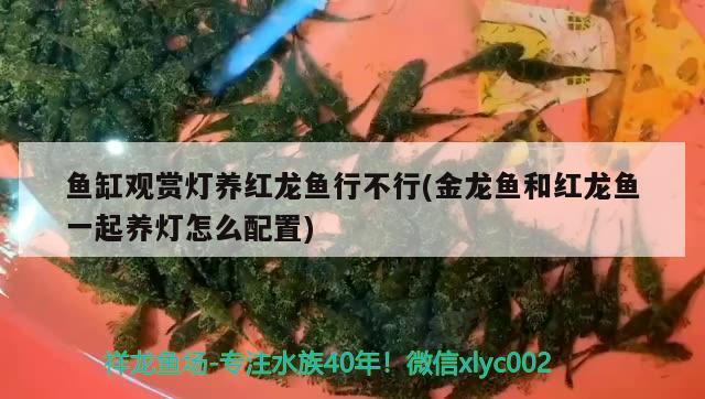 魚缸觀賞燈養(yǎng)紅龍魚行不行(金龍魚和紅龍魚一起養(yǎng)燈怎么配置)