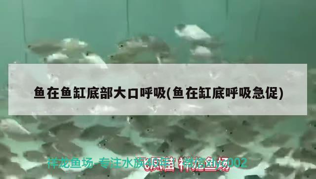 魚在魚缸底部大口呼吸(魚在缸底呼吸急促) 赤焰中國虎魚