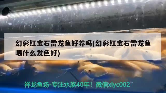 幻彩紅寶石雷龍魚好養(yǎng)嗎(幻彩紅寶石雷龍魚喂什么發(fā)色好)