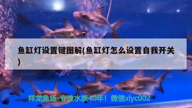 魚缸燈設置鍵圖解(魚缸燈怎么設置自我開關(guān)) 水族雜談