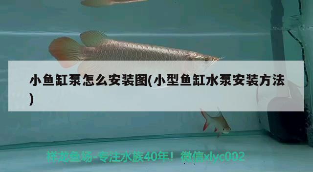 小魚缸泵怎么安裝圖(小型魚缸水泵安裝方法) 魚缸水泵