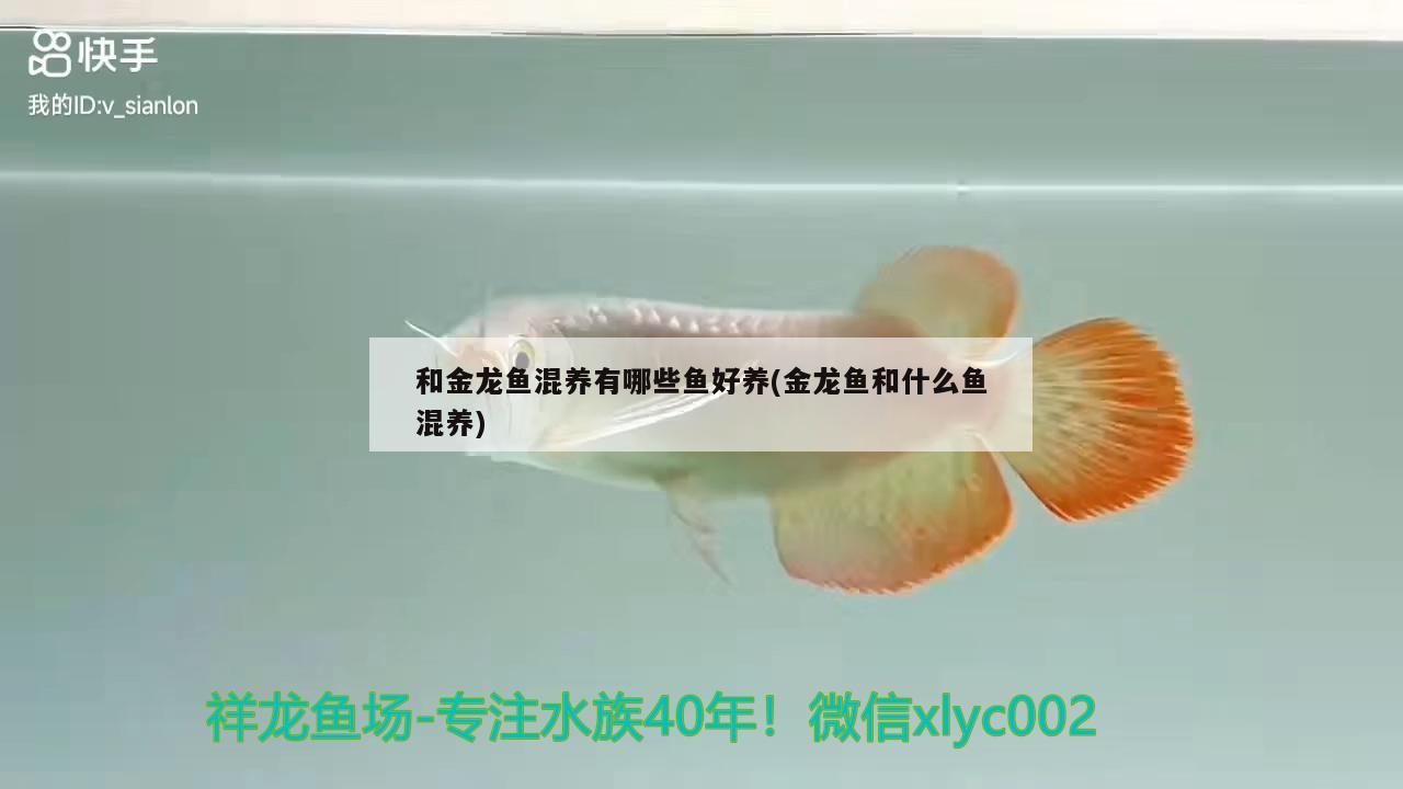 和金龍魚混養(yǎng)有哪些魚好養(yǎng)(金龍魚和什么魚混養(yǎng)) 廣州水族器材濾材批發(fā)市場(chǎng)