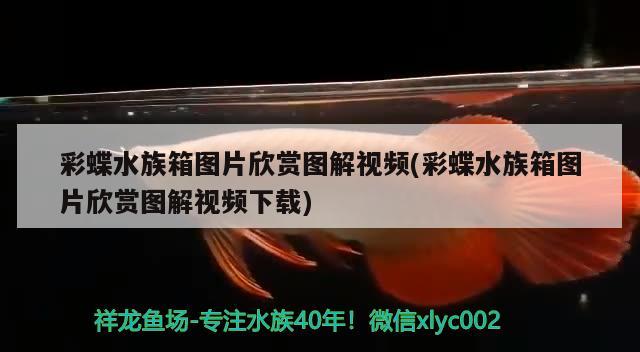 彩蝶水族箱圖片欣賞圖解視頻(彩蝶水族箱圖片欣賞圖解視頻下載)