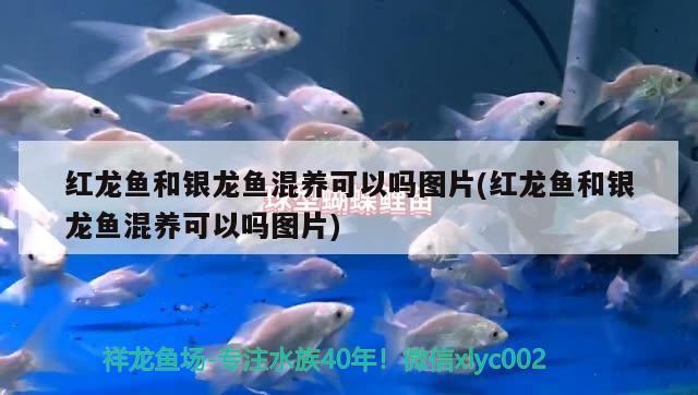 興城市麗新觀賞魚繁殖場