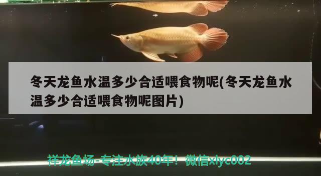 冬天龍魚水溫多少合適喂食物呢(冬天龍魚水溫多少合適喂食物呢圖片) 水族品牌