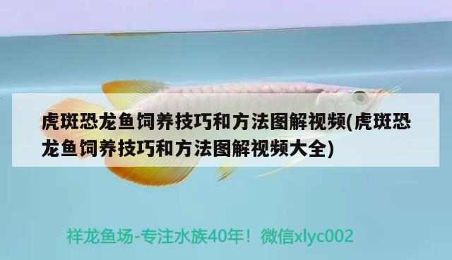 虎斑恐龍魚(yú)飼養(yǎng)技巧和方法圖解視頻(虎斑恐龍魚(yú)飼養(yǎng)技巧和方法圖解視頻大全) 虎斑恐龍魚(yú)