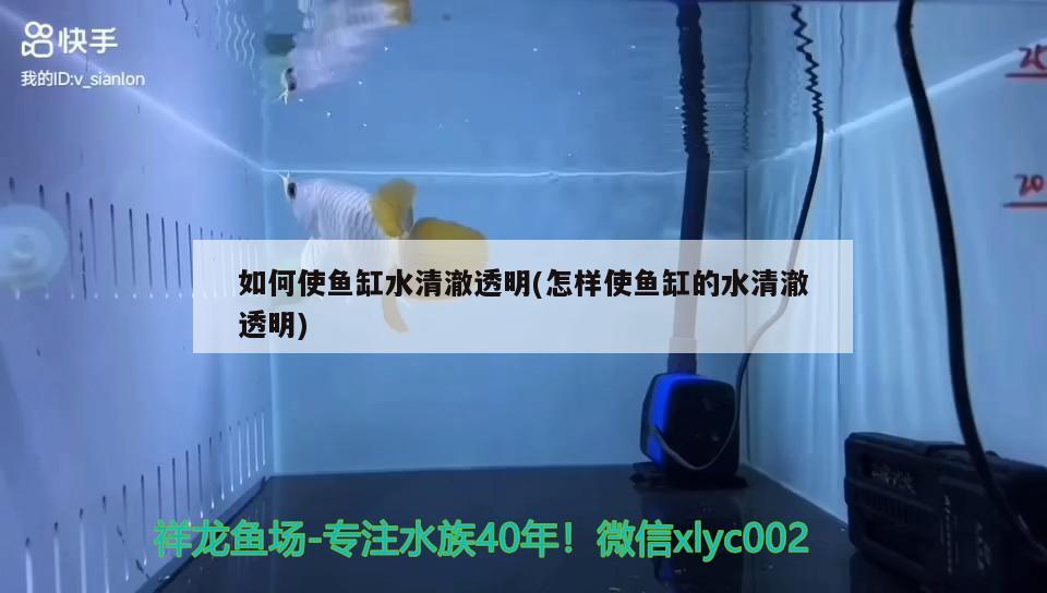 如何使魚缸水清澈透明(怎樣使魚缸的水清澈透明) 刀魚魚