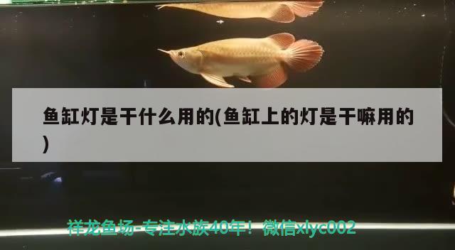 魚(yú)缸燈是干什么用的(魚(yú)缸上的燈是干嘛用的) 溫控設(shè)備