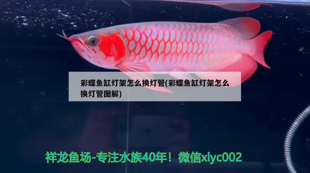 彩蝶魚缸燈架怎么換燈管(彩蝶魚缸燈架怎么換燈管圖解) 白子銀版魚苗