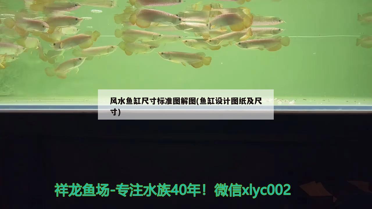 魚缸出水口吸魚的原因分析圖(魚缸出水口吸魚的原因分析圖片) 白化火箭