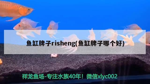 魚缸牌子risheng(魚缸牌子哪個好) 黑帝王魟魚