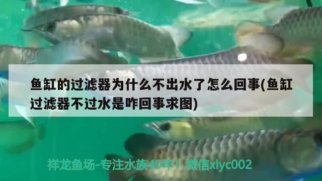 虎紋恐龍魚、大花恐龍王、大花恐龍王、大花恐龍王、大花恐龍王，虎紋恐龍王、大花恐龍王、大花恐龍王、大花恐龍王、大花恐龍王