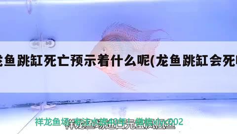 龍魚(yú)跳缸死亡預(yù)示著什么呢(龍魚(yú)跳缸會(huì)死嗎)