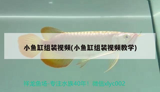 小魚缸組裝視頻(小魚缸組裝視頻教學) 祥龍進口元寶鳳凰魚 第2張