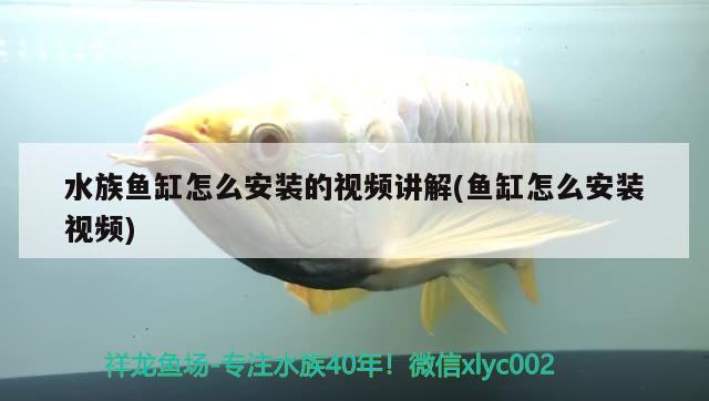 水族魚缸怎么安裝的視頻講解(魚缸怎么安裝視頻) 溫控設(shè)備