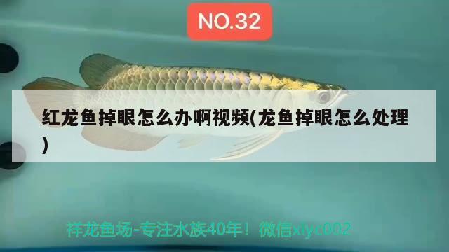 紅龍魚掉眼怎么辦啊視頻(龍魚掉眼怎么處理)