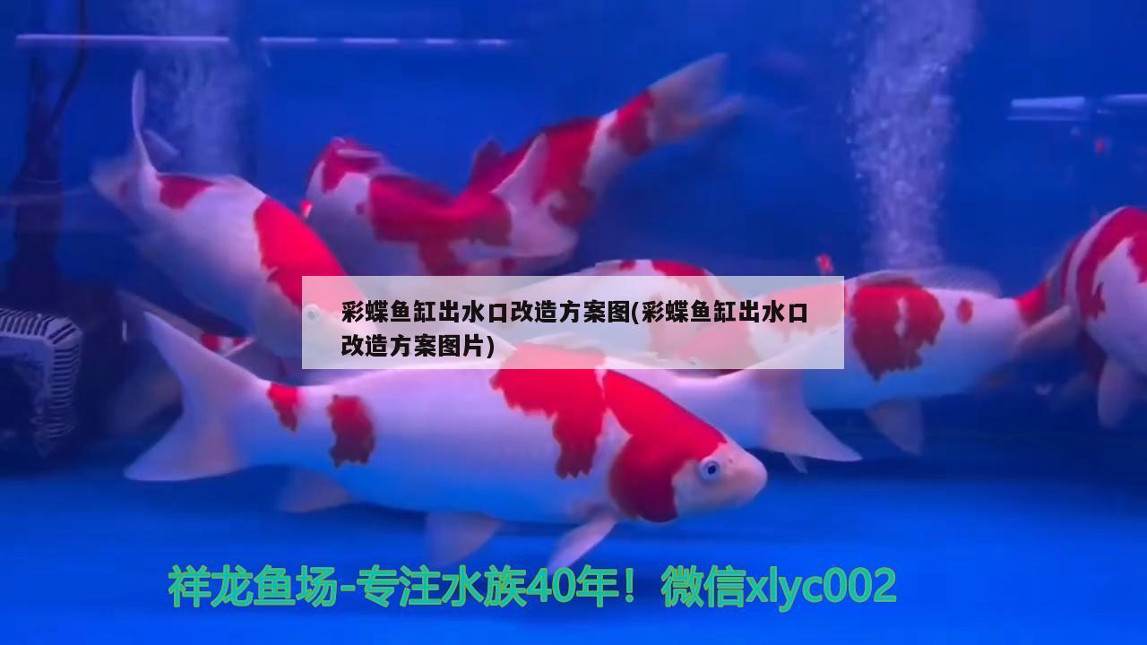 彩蝶魚缸出水口改造方案圖(彩蝶魚缸出水口改造方案圖片) 泰龐海鰱魚