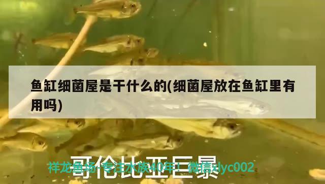 魚(yú)缸長(zhǎng)青苔原因，魚(yú)缸壁上沒(méi)有青苔，但是水很綠是咋回事