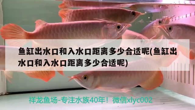 魚(yú)缸有哪些品牌比較好用(魚(yú)缸比較好的品牌有哪些)