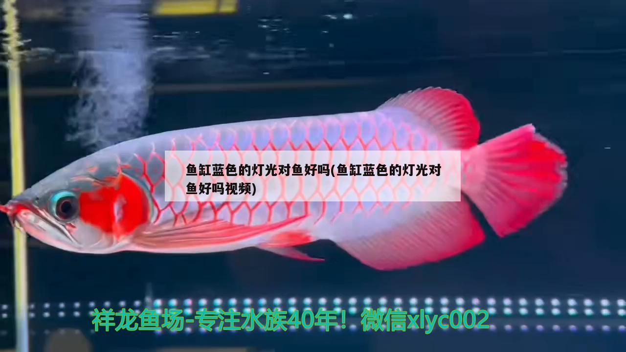 魚缸藍(lán)色的燈光對(duì)魚好嗎(魚缸藍(lán)色的燈光對(duì)魚好嗎視頻) 祥禾Super Red紅龍魚 第1張