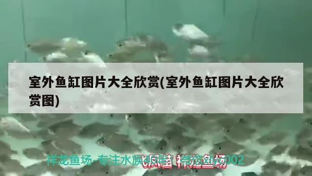 室外魚缸圖片大全欣賞(室外魚缸圖片大全欣賞圖) 廣州觀賞魚批發(fā)市場 第3張