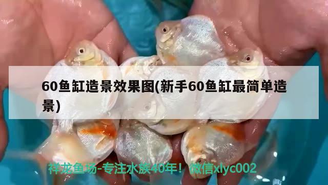 60魚缸造景效果圖(新手60魚缸最簡單造景) 斯維尼關(guān)刀魚