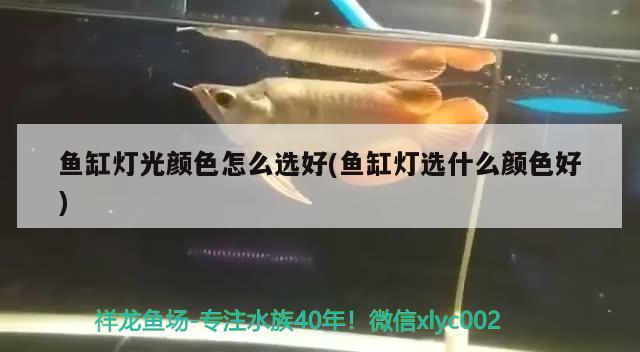 魚缸燈光顏色怎么選好(魚缸燈選什么顏色好)