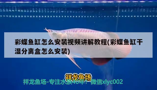 彩蝶魚缸怎么安裝視頻講解教程(彩蝶魚缸干濕分離盒怎么安裝)