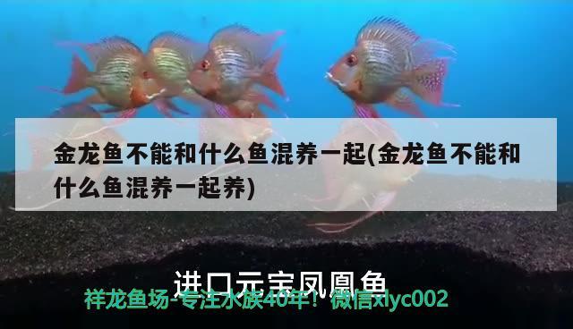 金龍魚(yú)不能和什么魚(yú)混養(yǎng)一起(金龍魚(yú)不能和什么魚(yú)混養(yǎng)一起養(yǎng)) 帝王血鉆