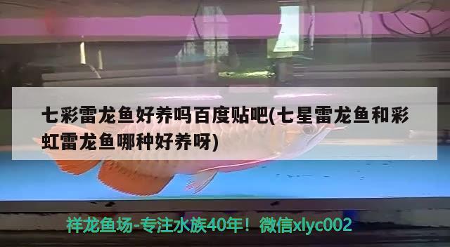 七彩雷龍魚好養(yǎng)嗎百度貼吧(七星雷龍魚和彩虹雷龍魚哪種好養(yǎng)呀) 祥龍傳奇品牌魚缸