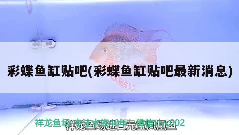 彩蝶魚缸貼吧(彩蝶魚缸貼吧最新消息) 野生地圖魚