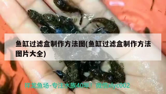 魚缸過濾盒制作方法圖(魚缸過濾盒制作方法圖片大全)