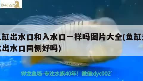 金龍魚擺件的風(fēng)水作用和禁忌：金龍魚風(fēng)水?dāng)[件朝向