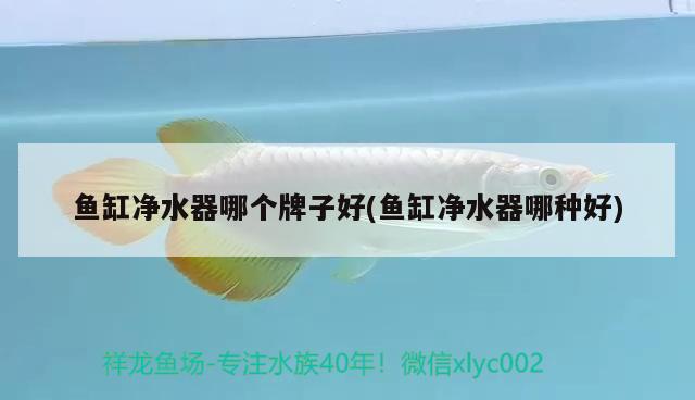 魚缸過濾陶瓷環(huán)多久更換（魚缸過濾陶瓷環(huán)多久更換一次好） 祥龍水族護理水 第1張