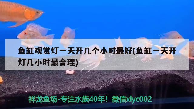 魚缸觀賞燈一天開幾個(gè)小時(shí)最好(魚缸一天開燈幾小時(shí)最合理) 黑桃A魚